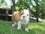 Cute and Adorable English Bulldog Puppies For Adoption.